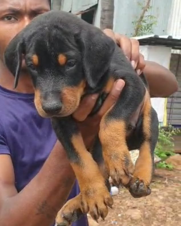 Buy Vaccinated  Doberman  Puppy from Goa
